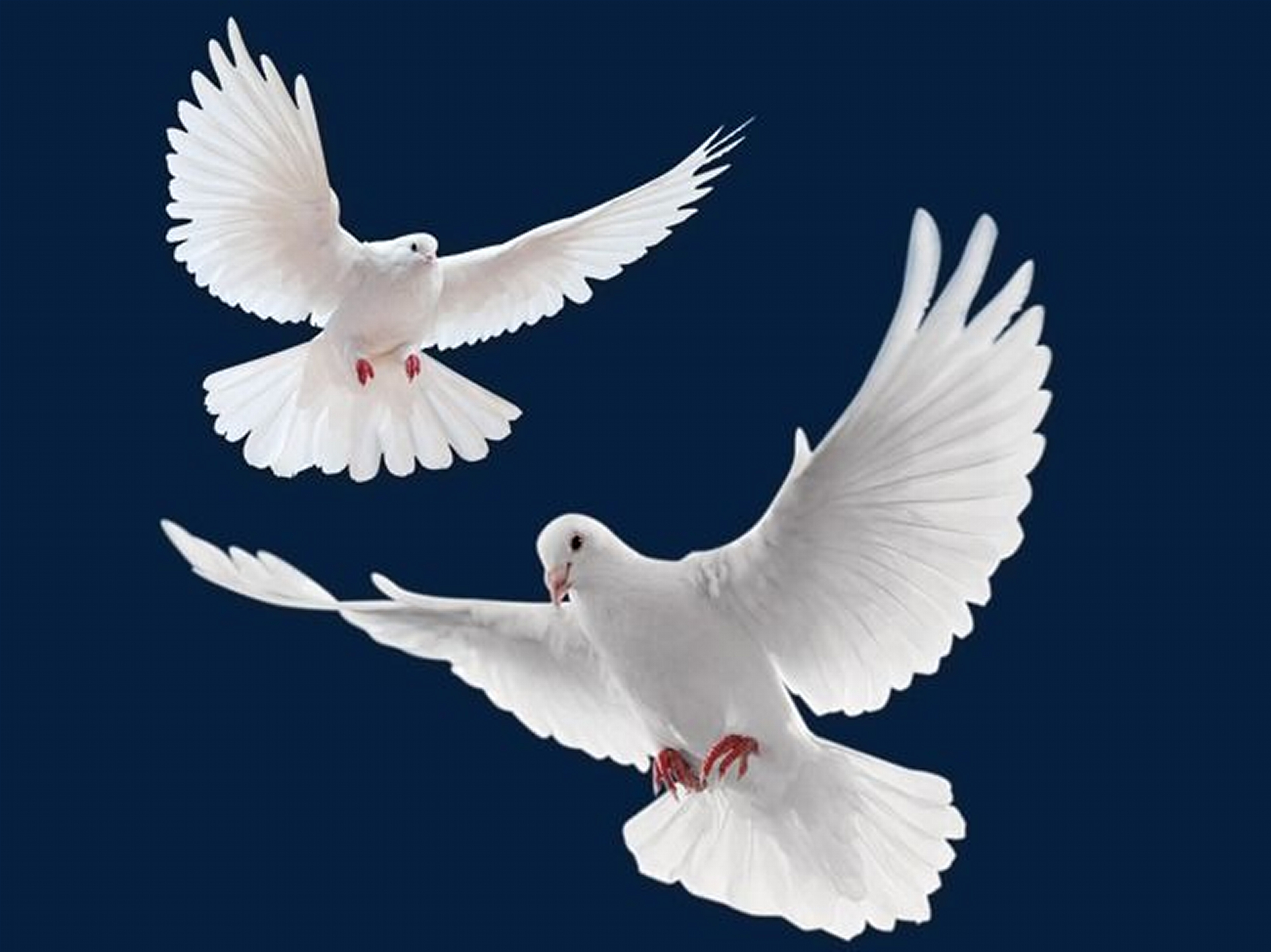 Белыми голубями летите к маме домой. Голубь. Белый голубь. Голубь летит. Два голубя.